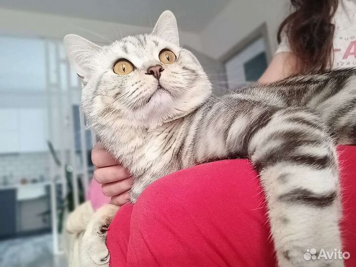 Вязка британский кот