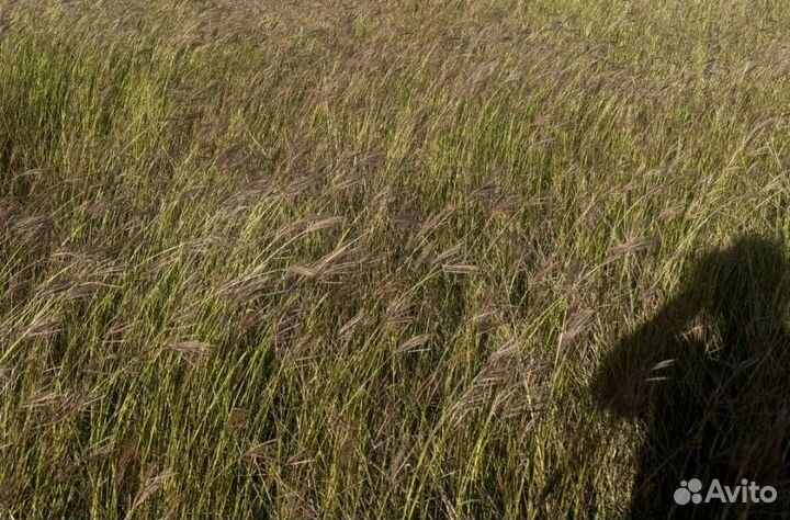 Сено в тюках