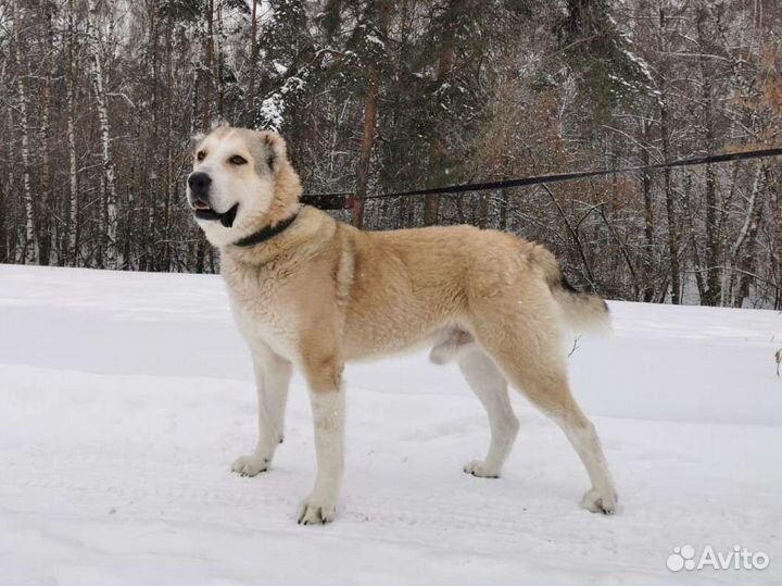 Алабай в добрые руки