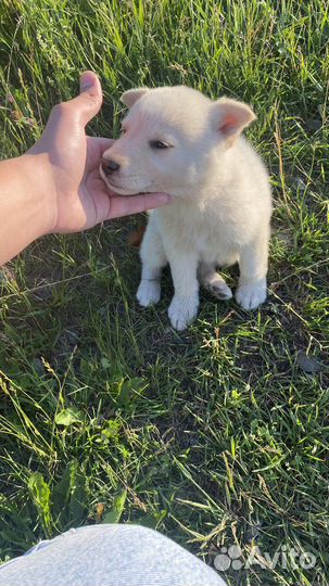 Собака Собака