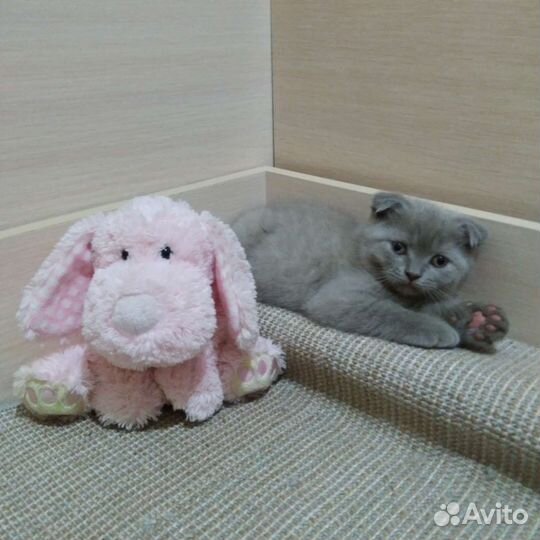 Котёнок вислоухий шотландский скоттиш фолд