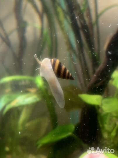 Улитка Хелена