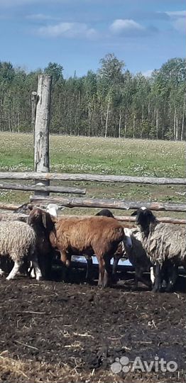 Курдючные бараны овцы