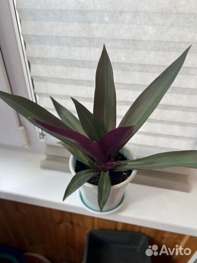 Традесканция рэо