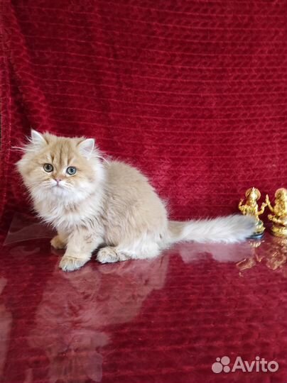 Британская длинношерстная шиншилла