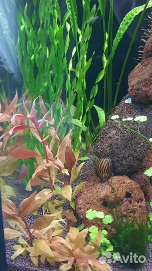Аквариумные рыбки и растения