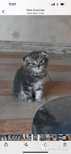 Шотландская вислоухая