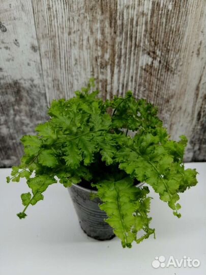 Nephrolepis from sp.Philippines