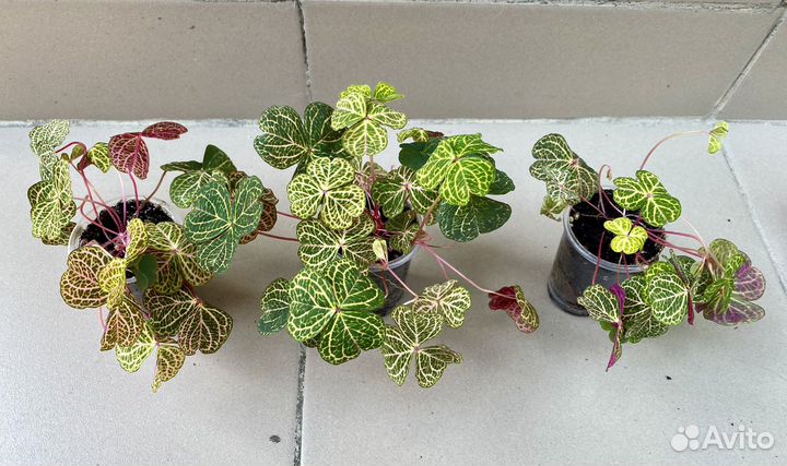 Кислица, крассула, жасмин, гинура