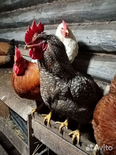Молодые петухи