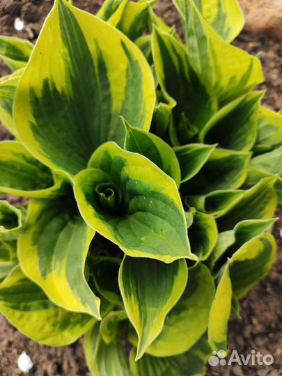 Хоста (куст)