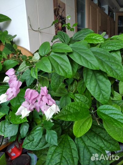 Домашние цветы