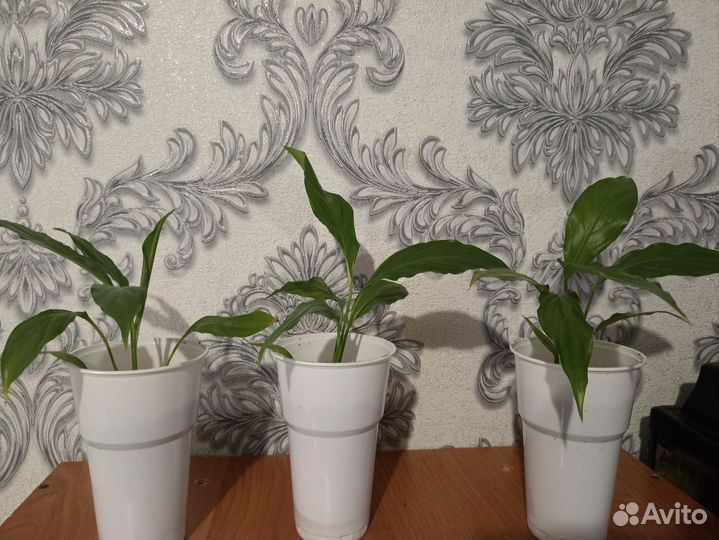 Спатифиллум – женское счастье