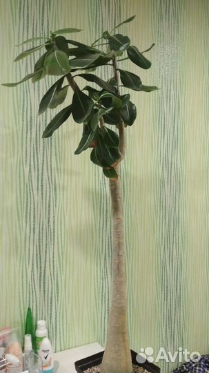 Адениум Тай Сокотранум Банг Кла