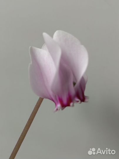 Цикламен неаполитанский