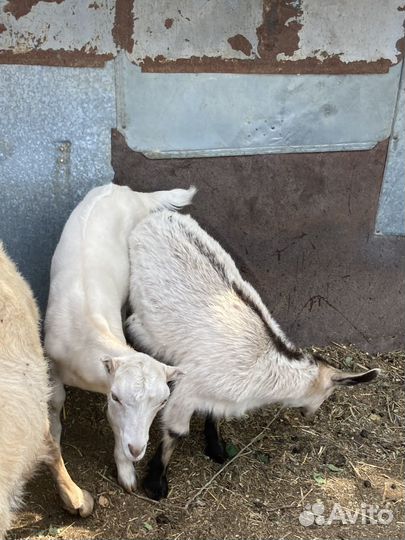 Козы и козлята