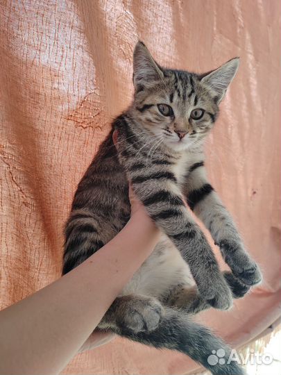 Европейская кошка