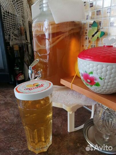 Чайный гриб - Медузомицет - Комбуча