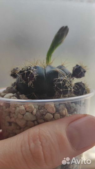 Гимнокалициум Аниситси