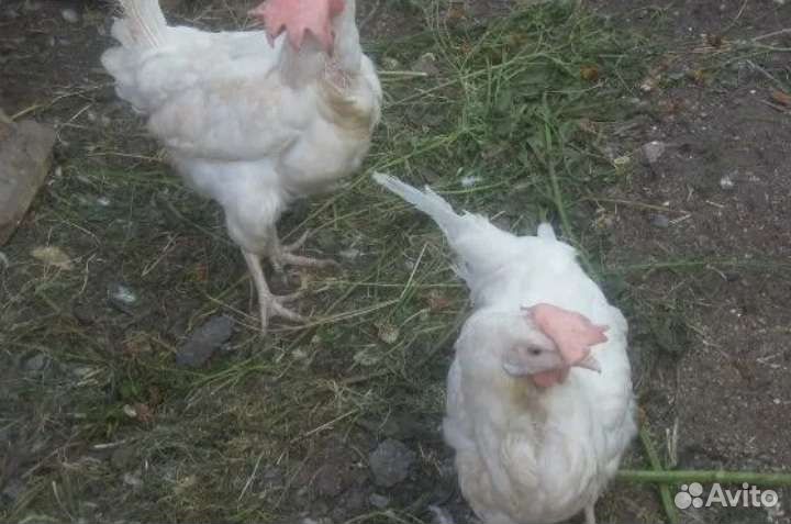 Куры несушки годовалые