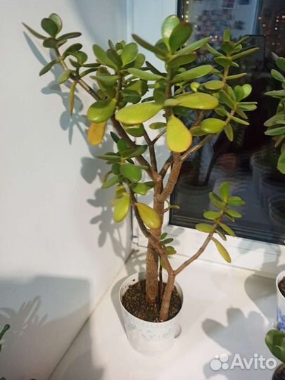 Денежное дерево