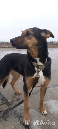 Собаки бесплатно