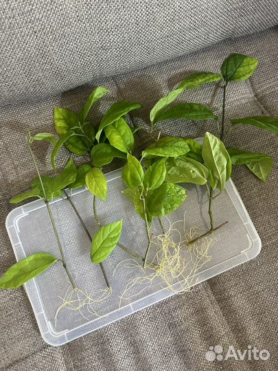 Клеродендрум Томпсона