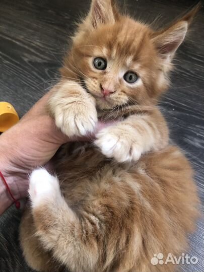 Котята мейкун