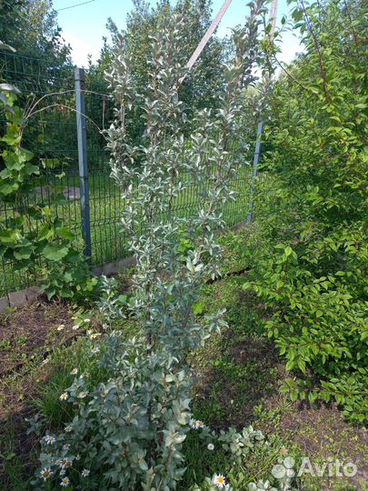 Лох серебристый