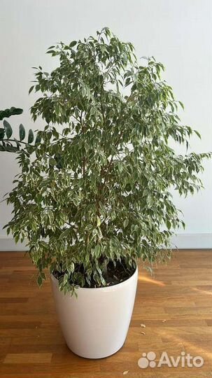 Фикус бенджамина пестролистный очень большой