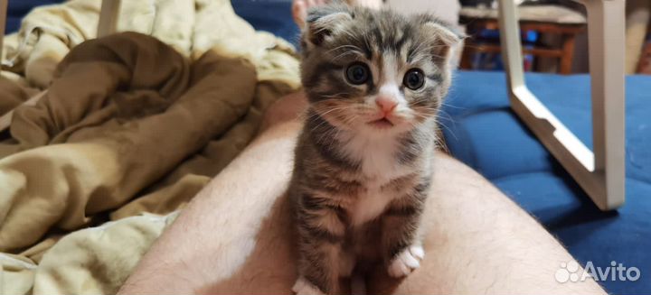 Вязка кота