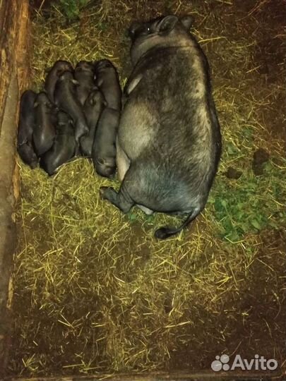 Вьетнамские поросята