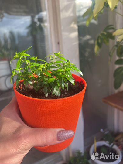 Мирт (Миртовое дерево)