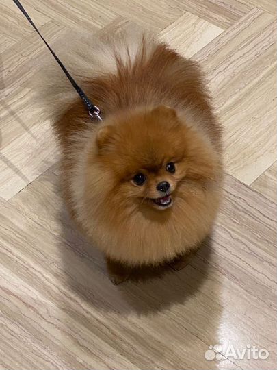 Передержка животных