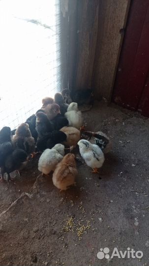 Цыплята суточные домашние