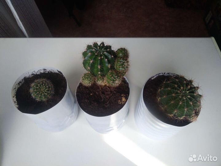 Кактус: 30р., 80р., 60р