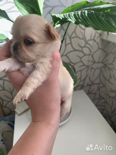 Продам чихуахуа