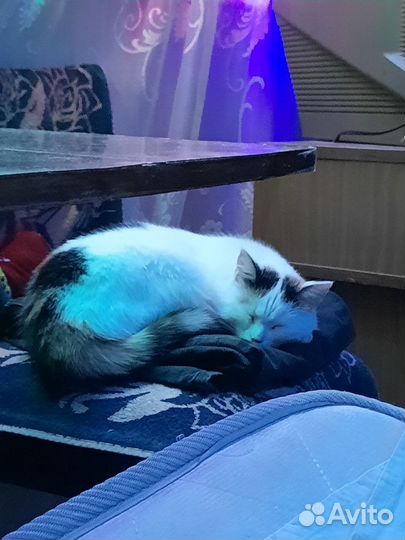 Кошки бесплатно