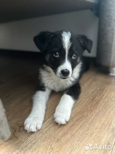 Щенок в добрые руки