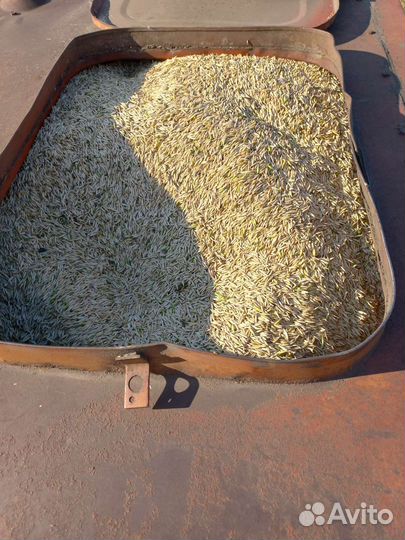 Пшеница,Ячмень