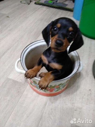 Щенки таксы