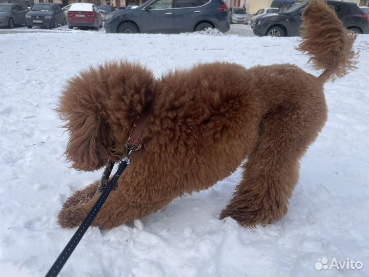 Пудель вязка