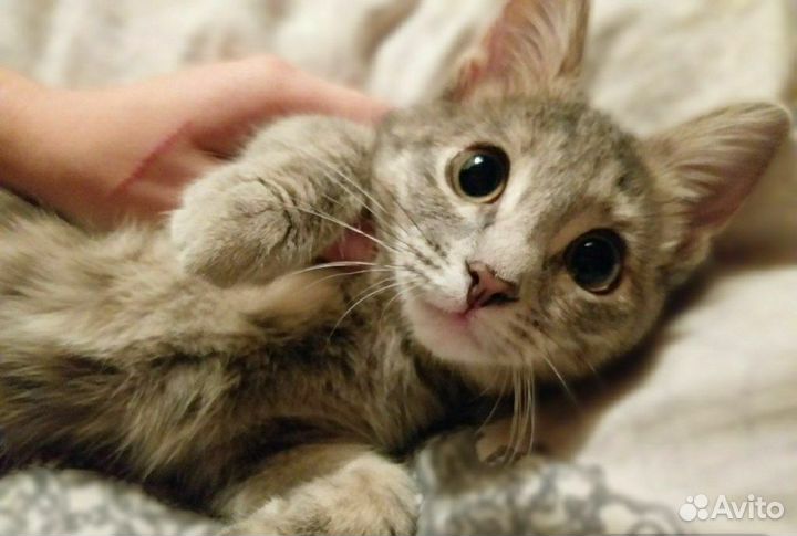 Кошка
