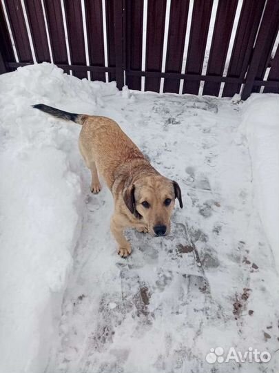 Барон ищет дом