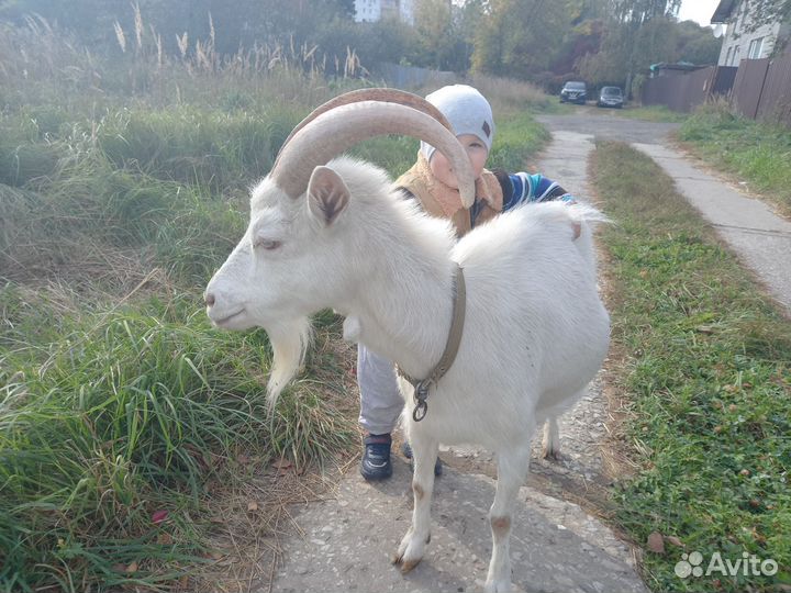 Коза дойная