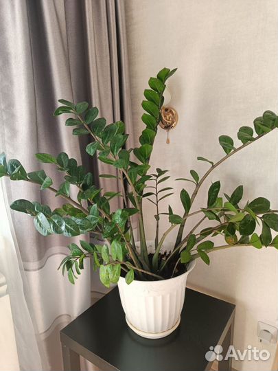 Замиокулькас