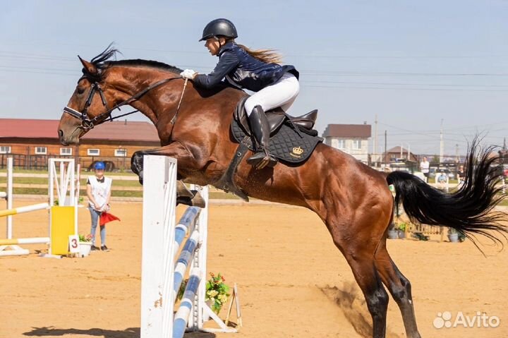 Жеребцы на случку