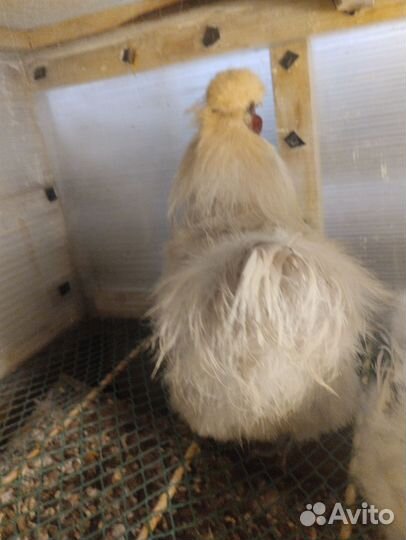 Китайские шелковые куры