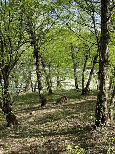 Участок 10 сот. (СНТ, ДНП)