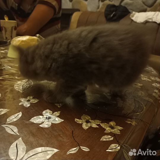 Очаровашка Шуша